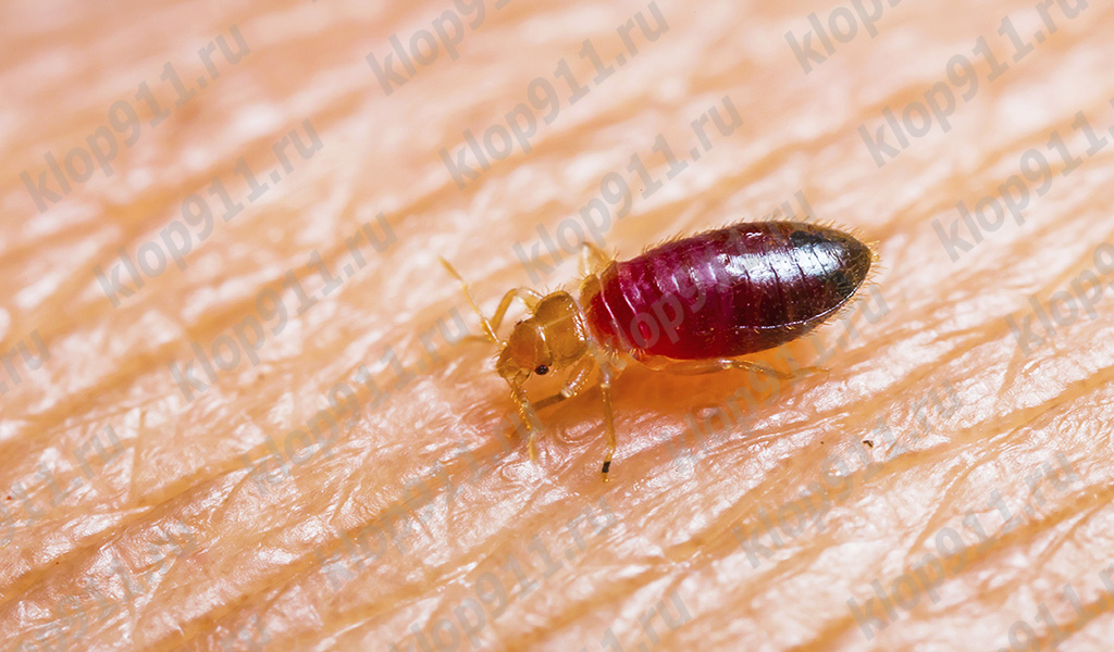 Larva de chinche