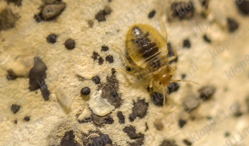 Larva de chinche de cama