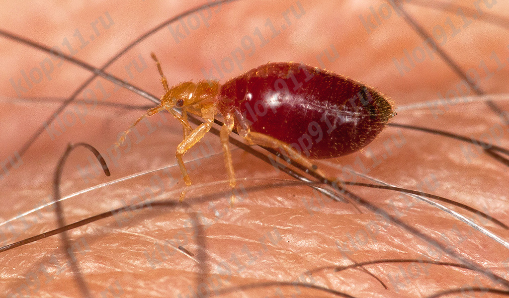 Larva de chinche después de alimentarse