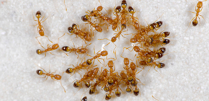 Hormigas