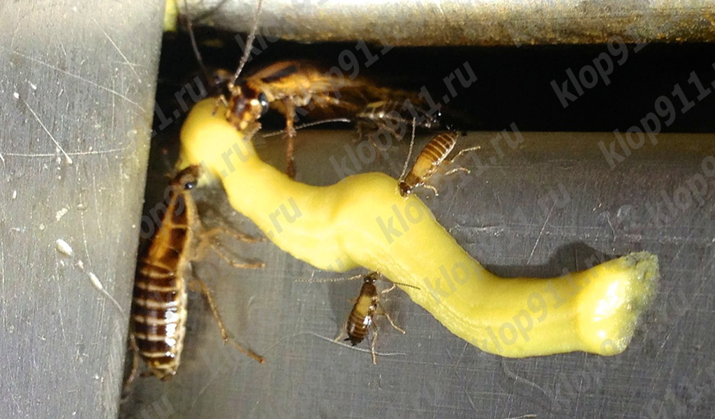 Las cucarachas comiendo el gel