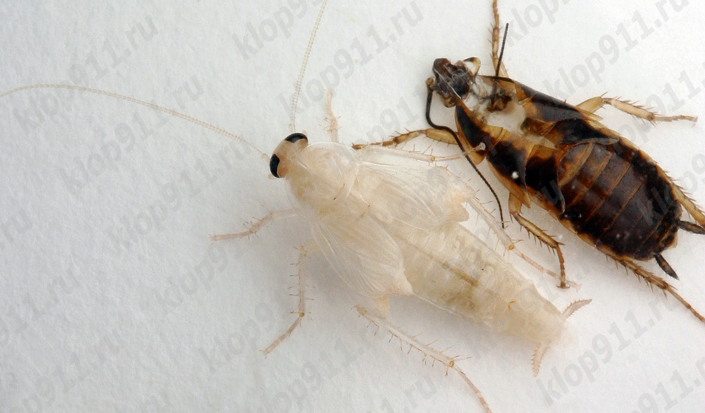La cucaracha rojiza mudando