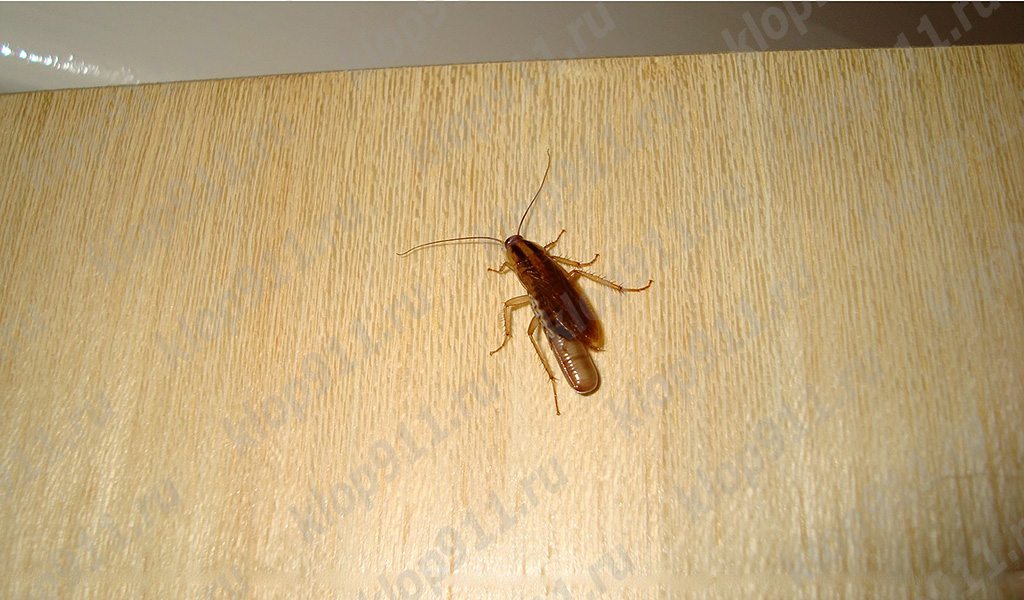 Hembra de cucaracha con huevo (ooteca)