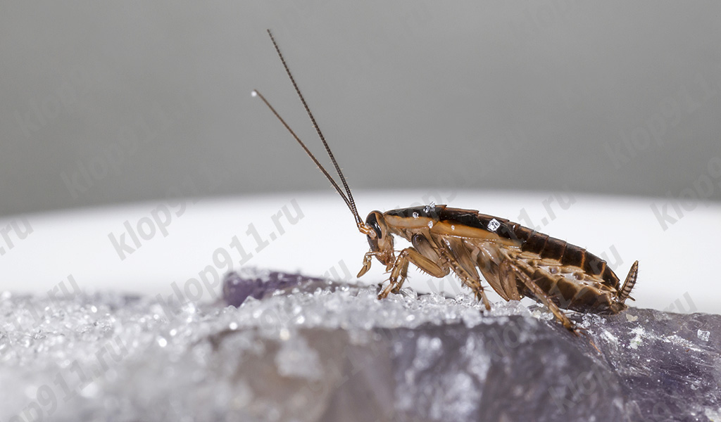 Omnívora naturaleza de las cucarachas