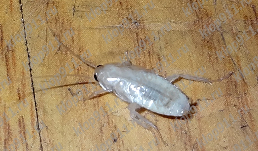 Cucaracha albina