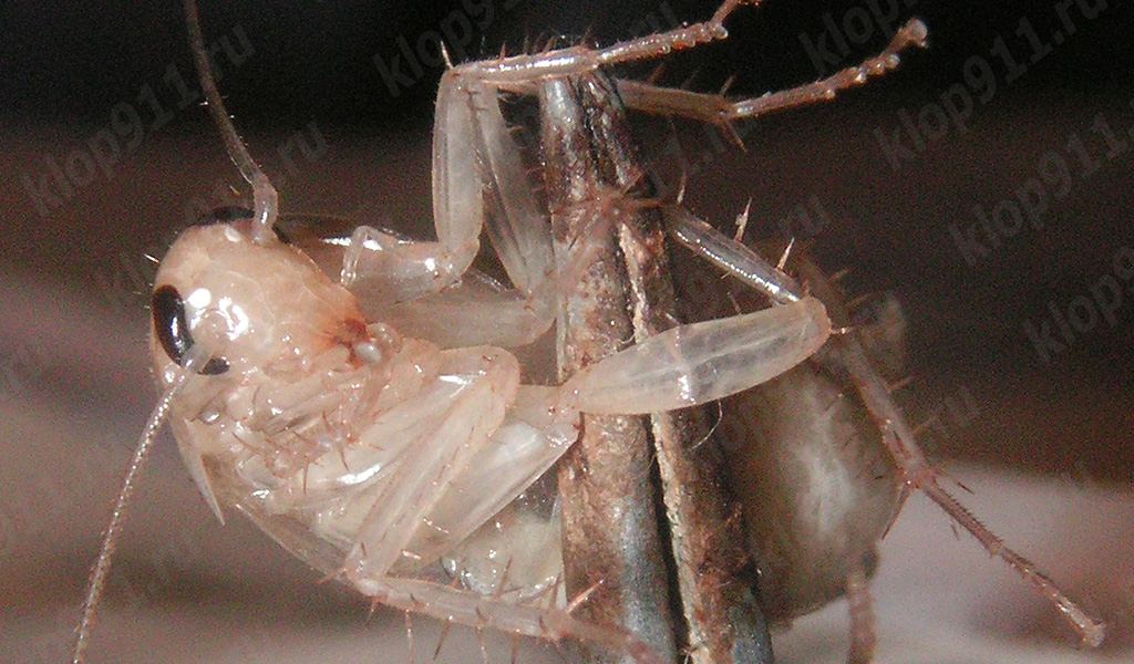 Atrapada