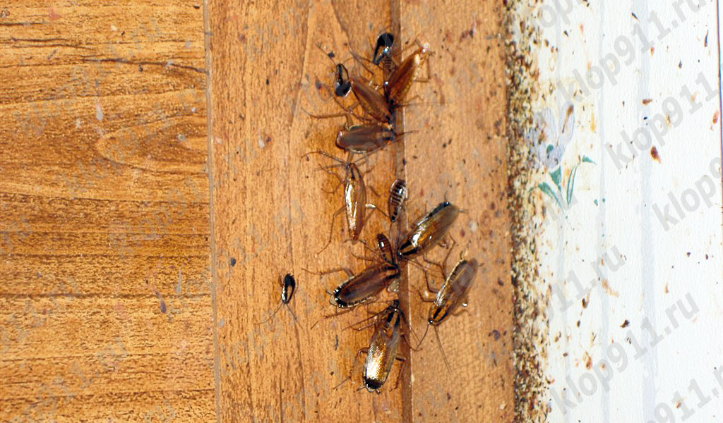 Bacterias en las patas de las cucarachas