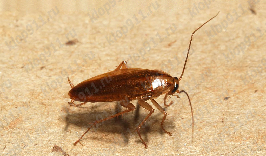 Cucaracha rojiza