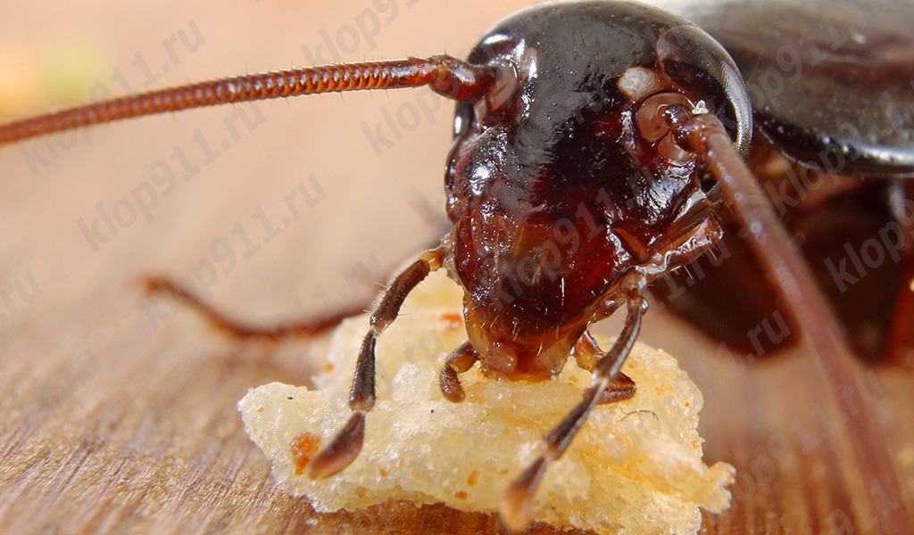 Cucaracha comiendo pan (macrofotografía)