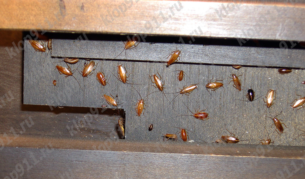 Nido de cucarachas rojizas en un mueble