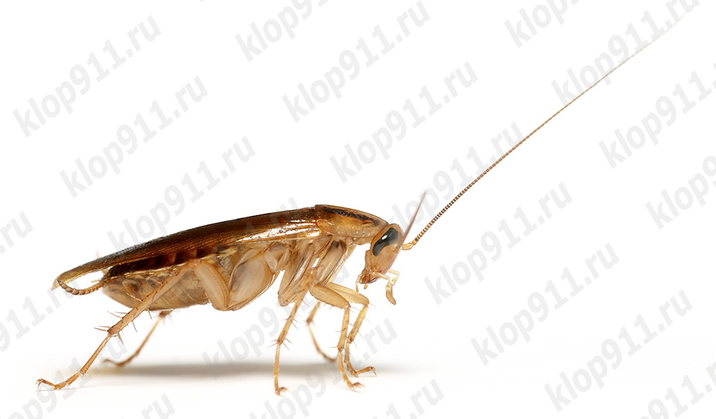 Cucaracha perdió su antena