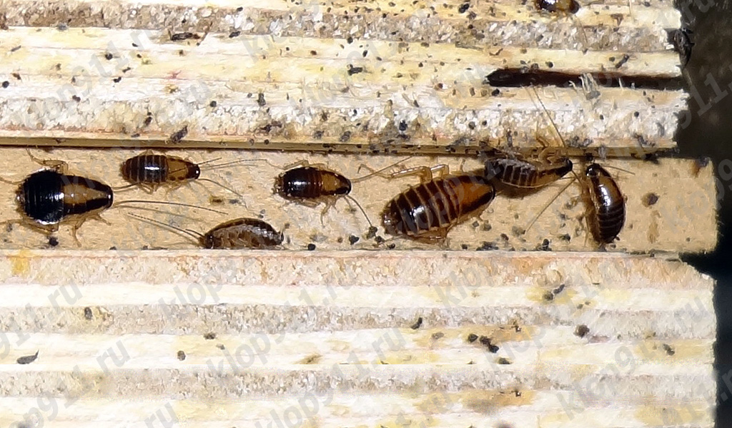 Acumulación de ninfas de cucaracha rojiza en un mueble