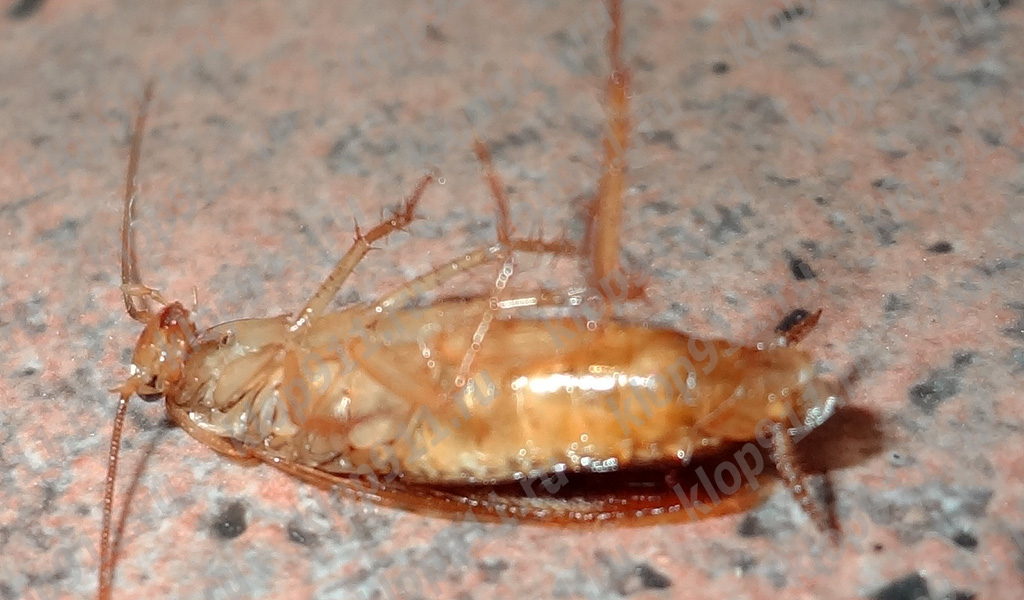 Cucaracha muerta