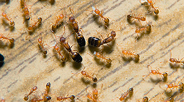 Hormigas