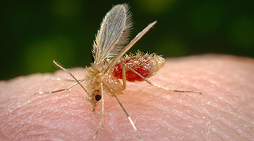 Insectos