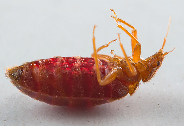 Le ayudamos en la lucha contra los insectos